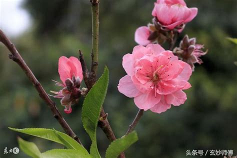 爛桃花很多|桃花運的爛桃花是什麼意思？如何化解爛桃花？如何增。